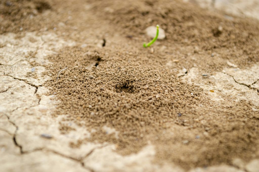 Detailed view of an ant hill on cracked dry soil with small green sprout nearby.