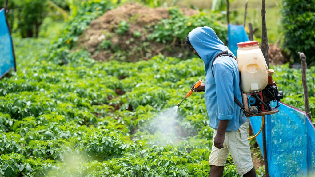 A farmer spraying crops in a lush vegetable field in Pattipola, Sri Lanka.