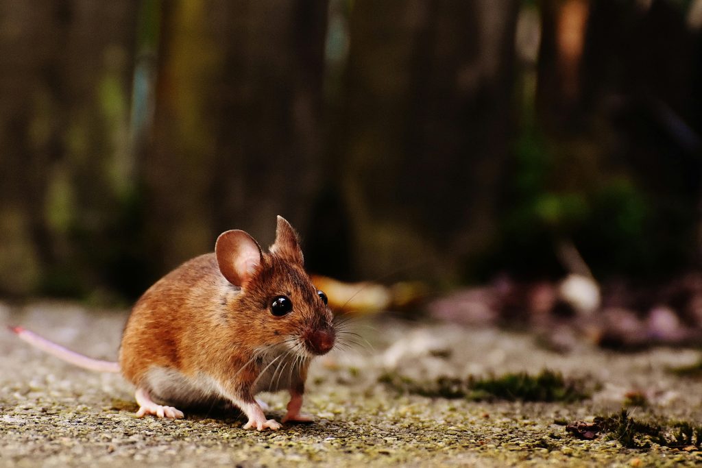 A detailed shot of a brown wood mouse on a natural outdoor surface, highlighting its whiskers and fur.